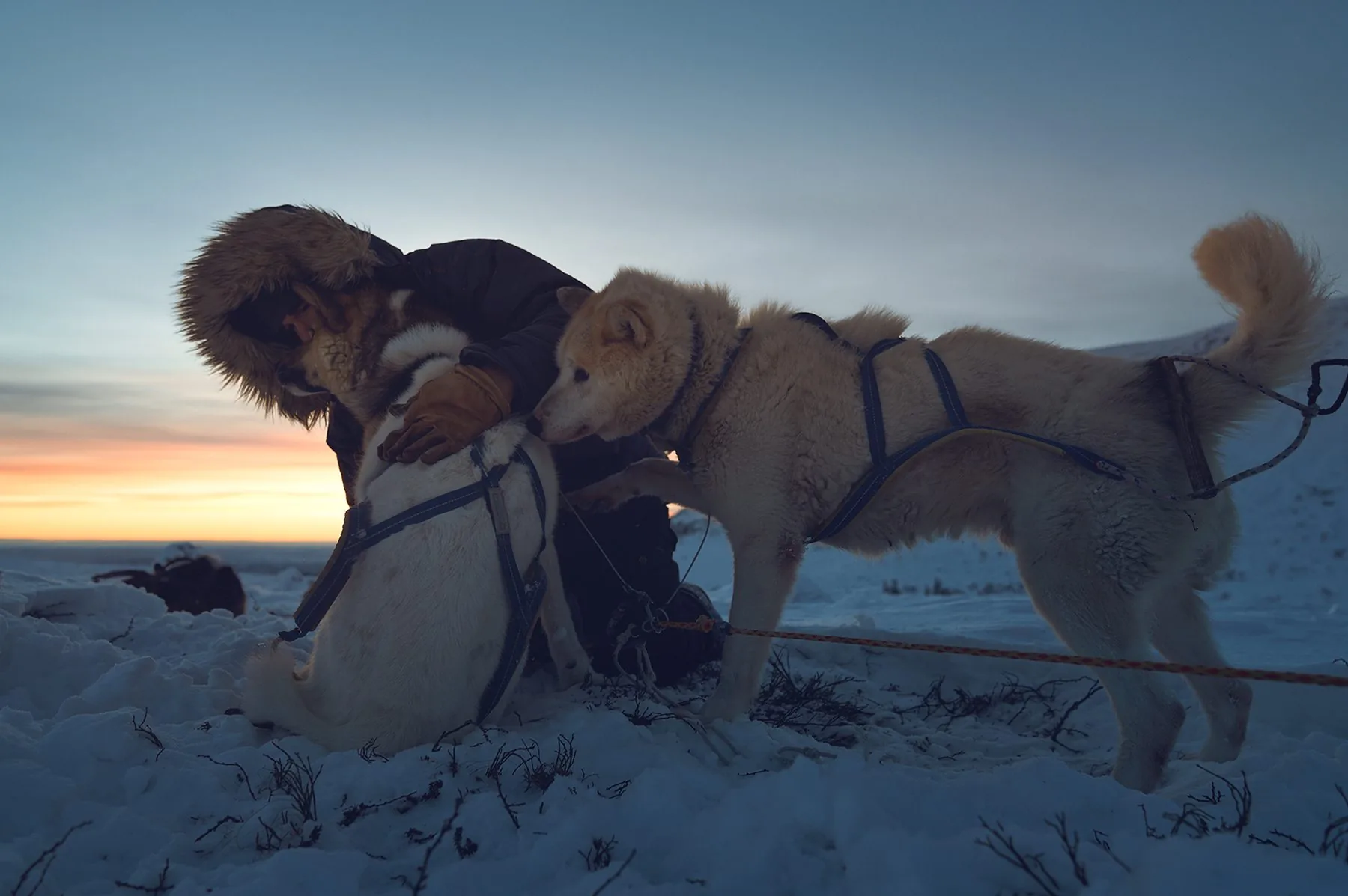 Sled dog team running towards the camera