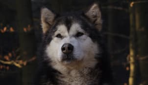 Alaskan Malamute sled dog in the snow