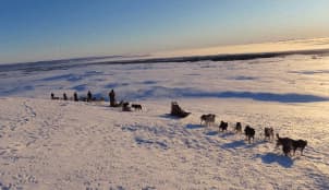 Dog team on a sled dog tour in Sweden