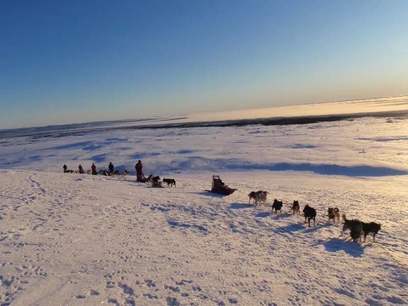 Dog team on a frozen lake