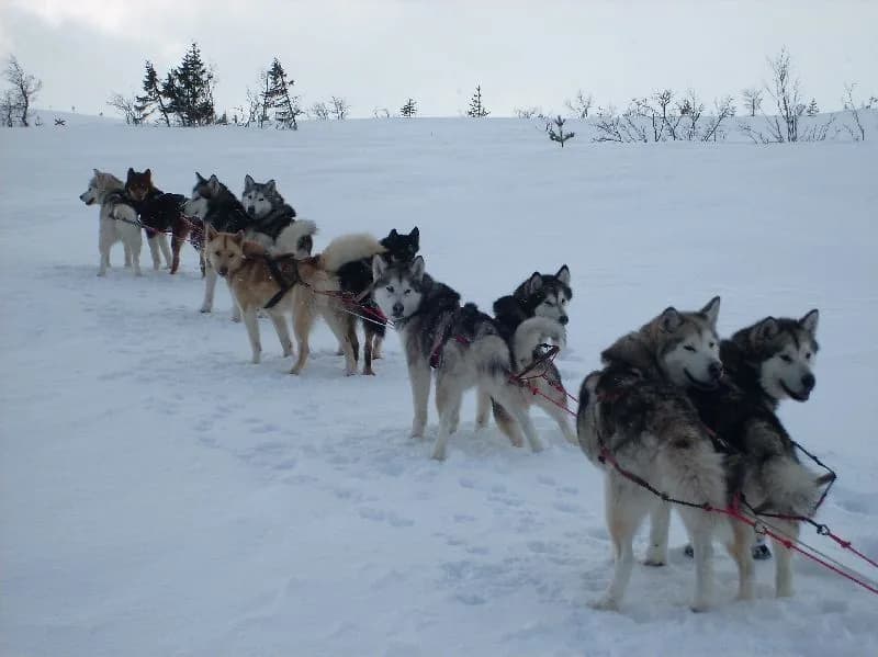 Dog team in deep snow