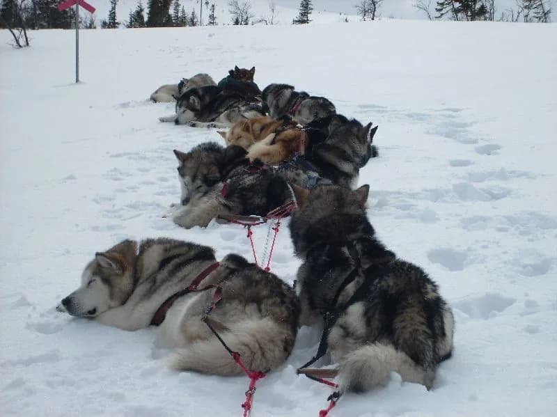 Sled dogs at rest