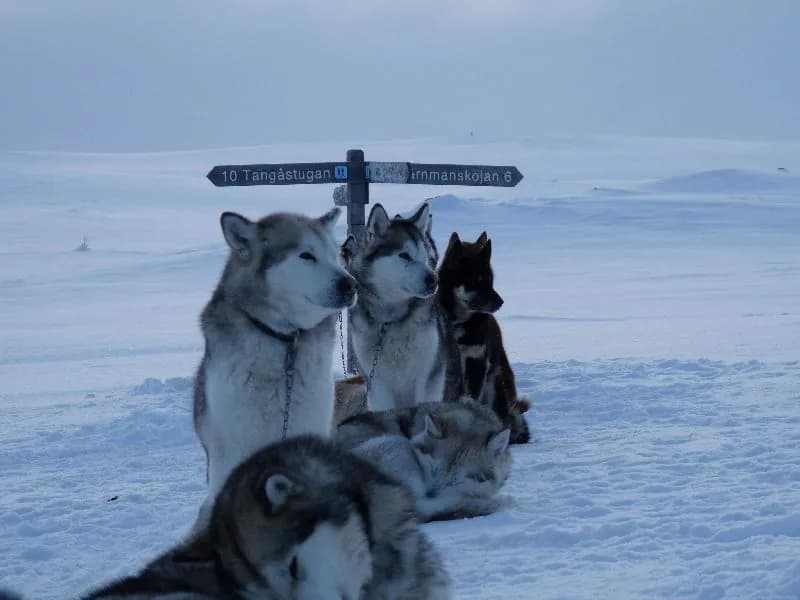 Dog team before the start