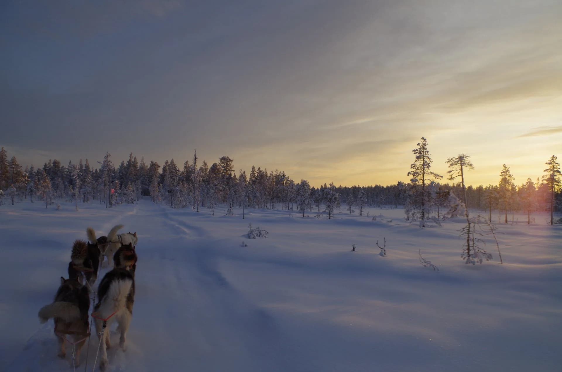 Winter impression from Sweden's wilderness
