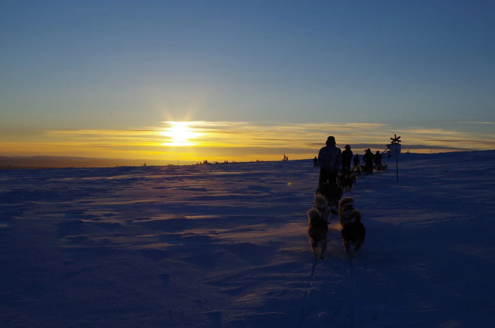 Sled dog adventure in Sweden