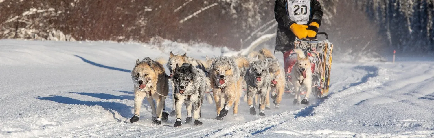 Hendrik Stachnau on a long-distance sled dog race