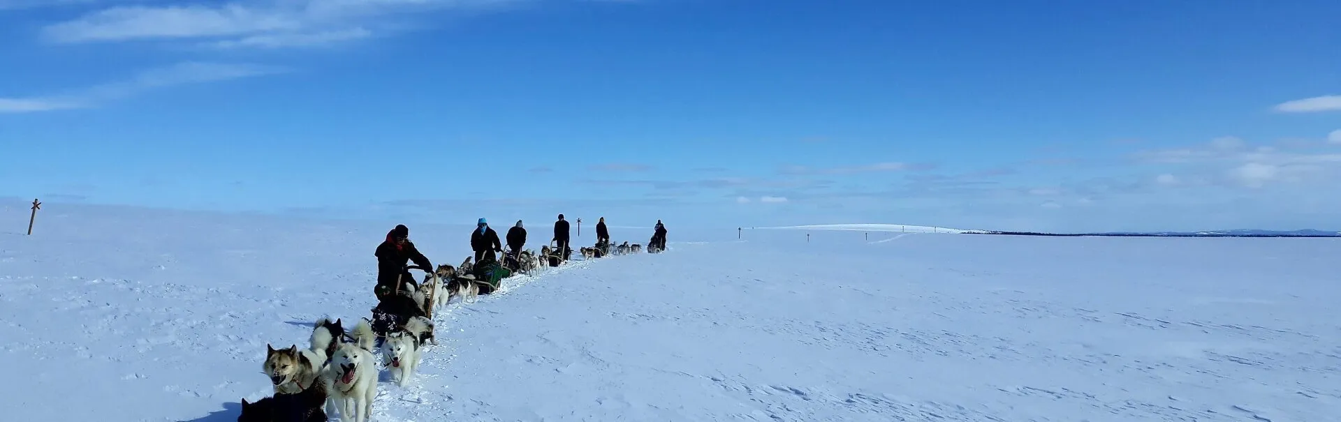 Sled dog team in winter nature