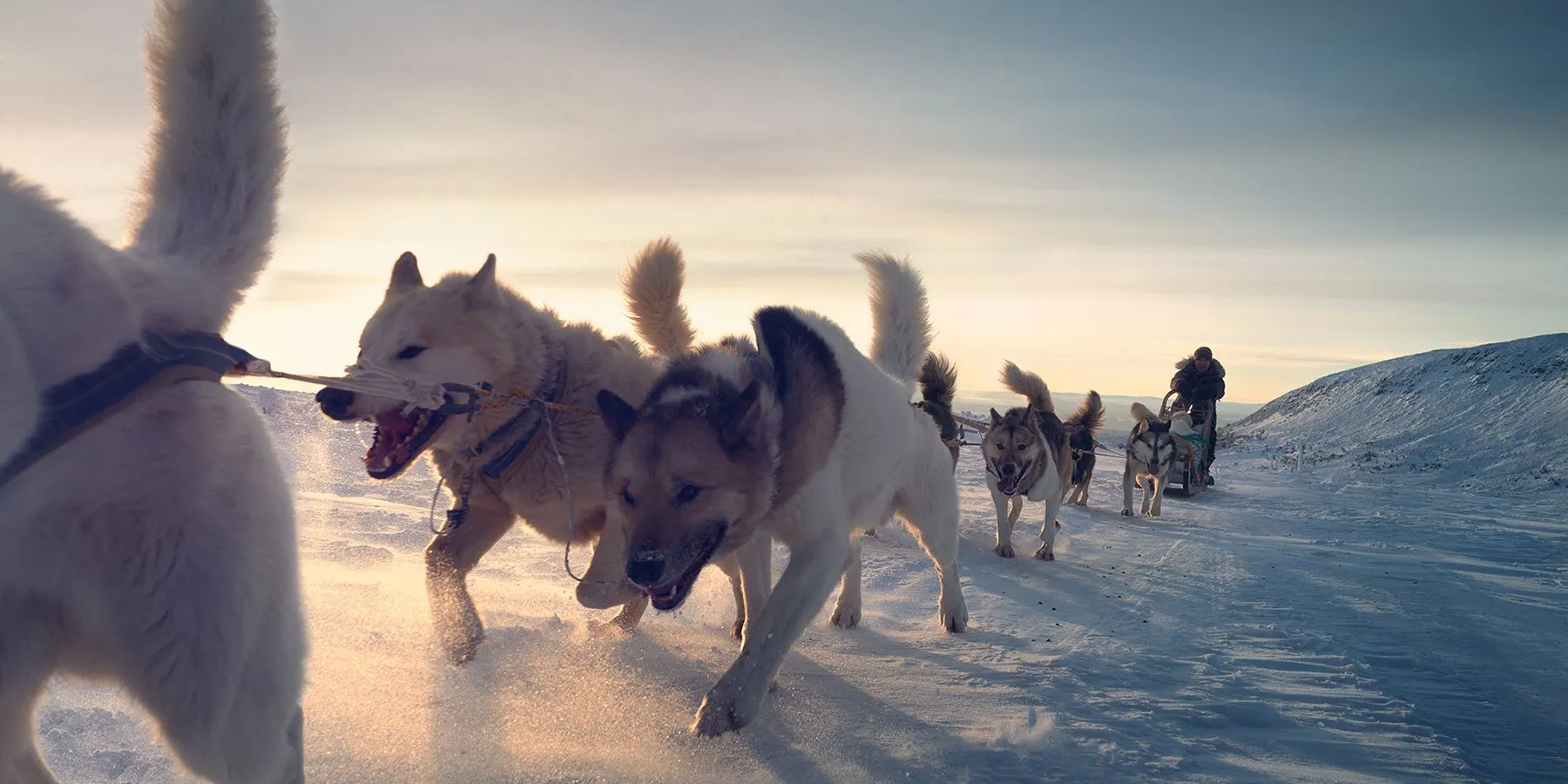 Your own team of original sled dogs in Sweden's winter