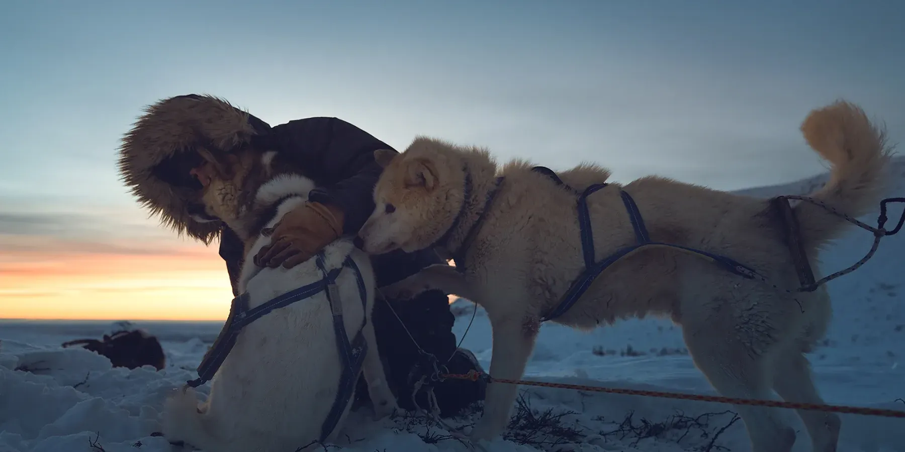 Sled dogs pulling through Sweden's fells