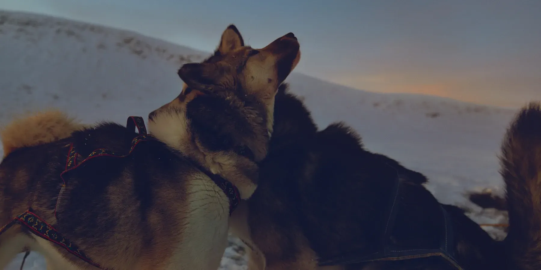 Musher with a team in the wilderness