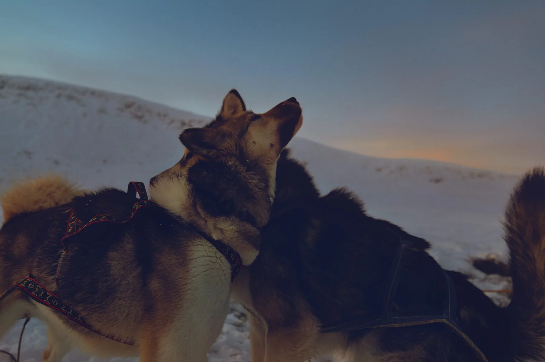 Alaskan Malamutes and Greenland Dogs
