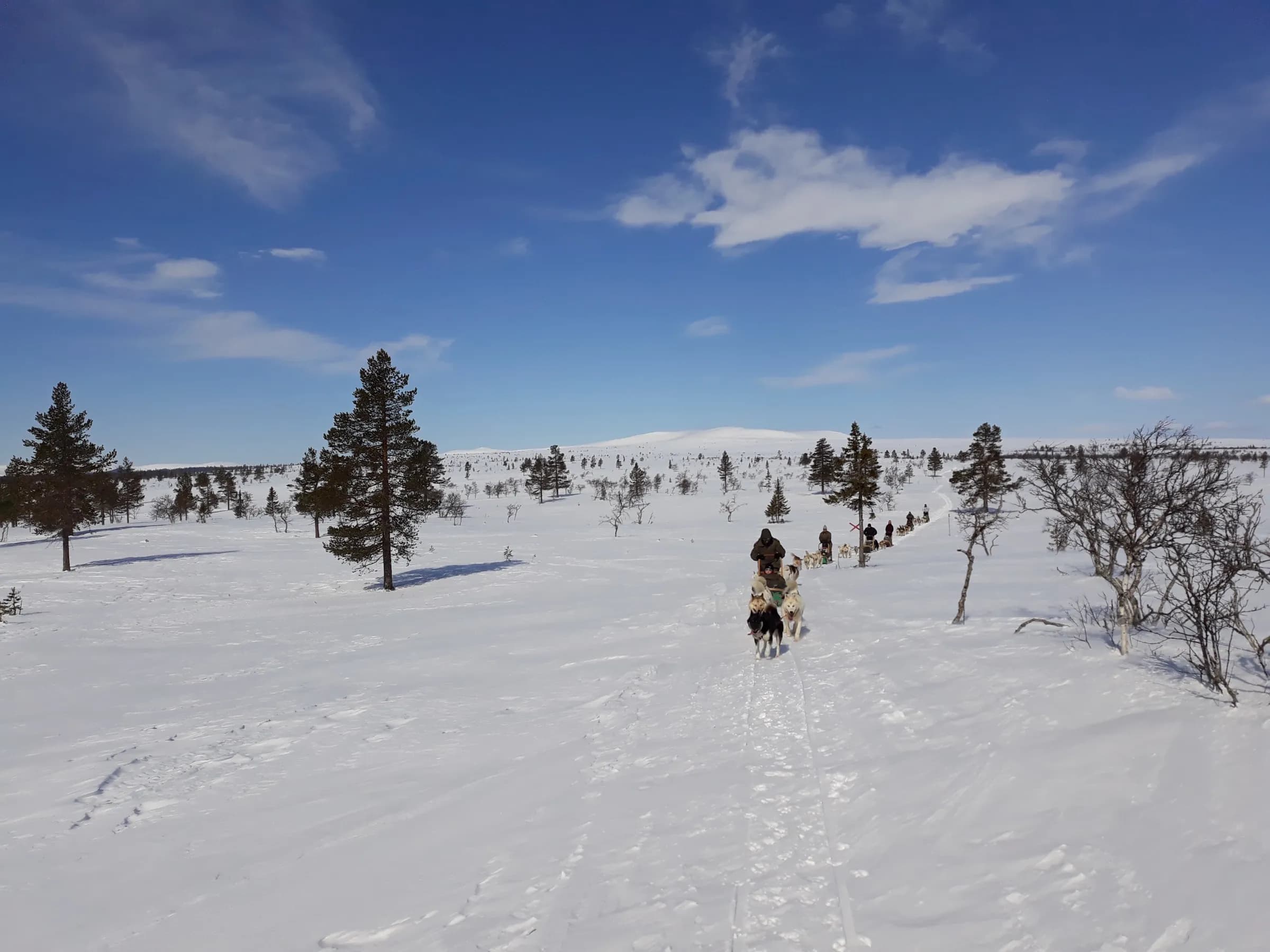 Husky tours in central Sweden as an alternative to Lapland