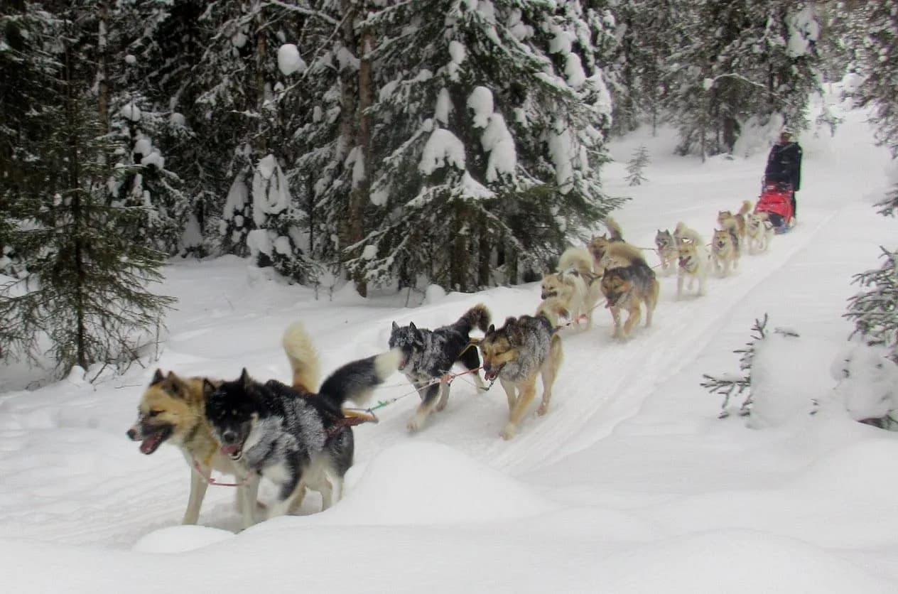 Husky tours come with different sled dog breeds