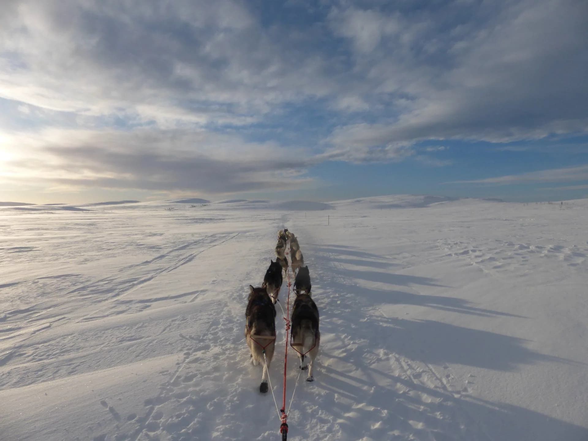 Dog team heading into Sweden's vast winter landscape