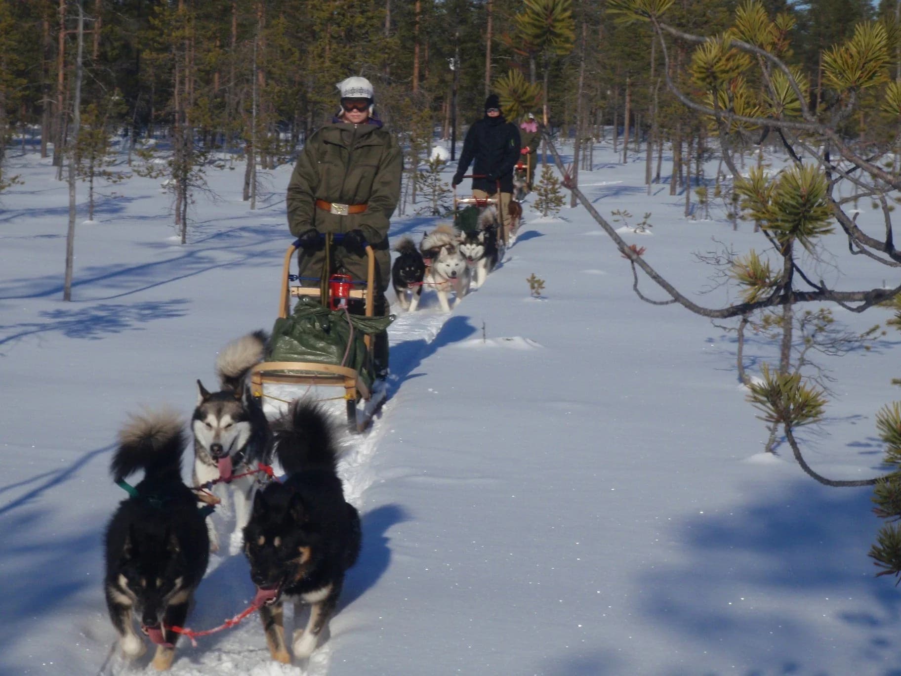 Through Sweden's winter forest with your own dog team