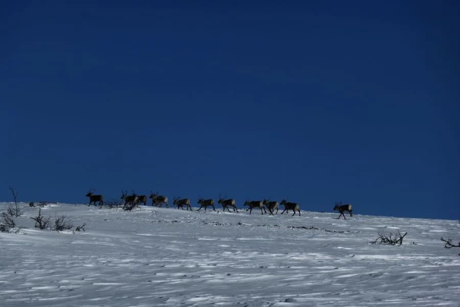 Winter landscape under a blue sky
